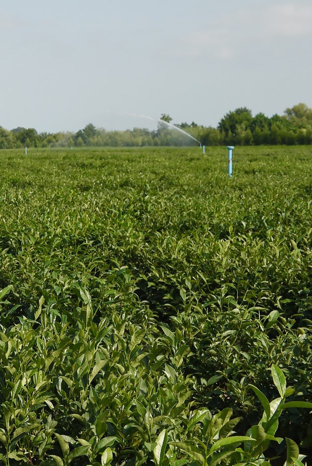 Rows of green tea bushes on a plantation near Lankaran under a blue sky